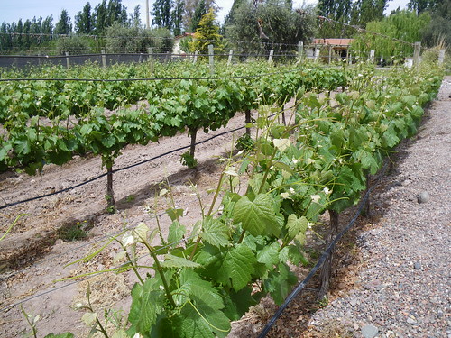 Vineyard in Argentina