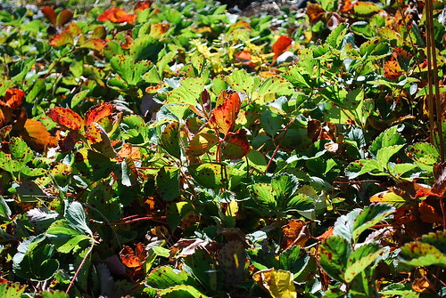 old strawberry patch