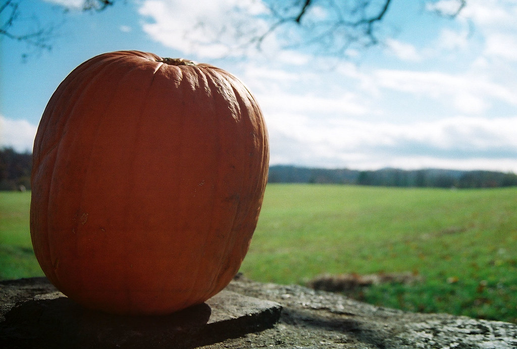 halloween: pumpkin (blog only)