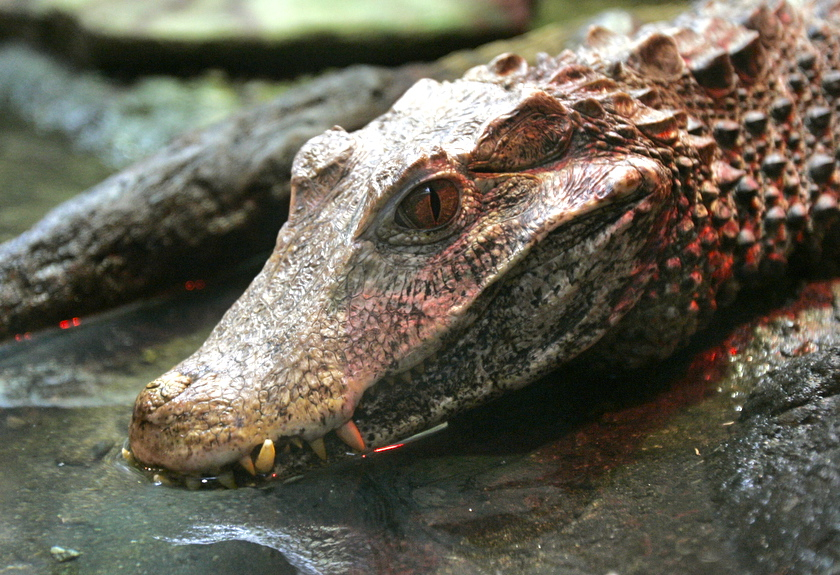 11 croc at Detroit Zoo