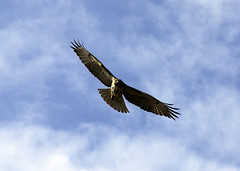 800px-Peregrin_hawk_mexico_Cropped[1]