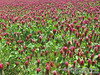 20090525-Red Clover 27