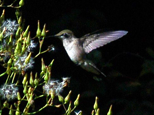Rubythroated hummingbird