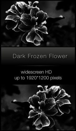 flowers wallpaper hd. Dark Frozen Flower [ Wallpaper