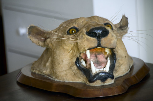 Cougar Head on a Plaque