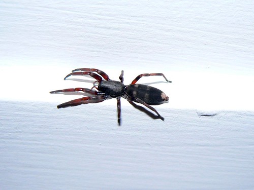 white tail spider bite pictures. white-tail spider. Poisonous.