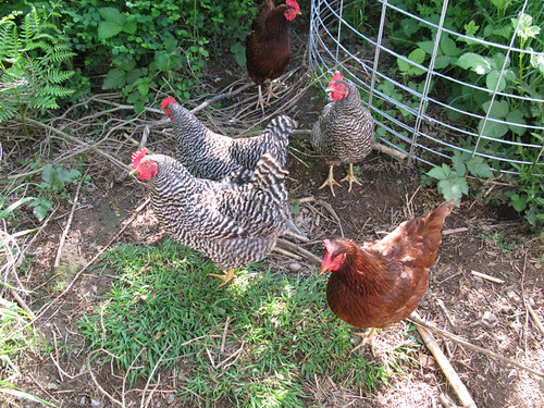 chickens on the farm