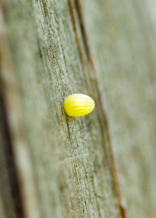 Gulf Fritillary larvae egg