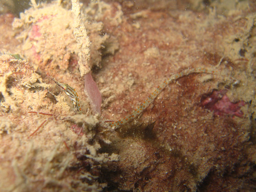 Rubble pipefish