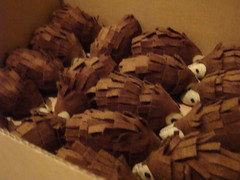 Hedgehogs boxed and waiting