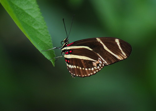 フリー画像| 節足動物| 昆虫| 蝶/チョウ| キジマドクチョウ|       フリー素材| 