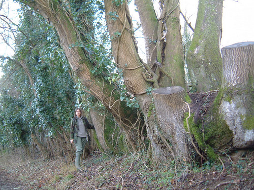 Large coppiced ash