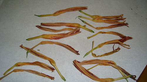 Daylily flowers used for dyebath