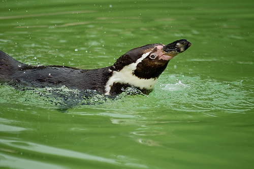 Splashing penguin