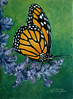 Butterfly (5 x 7)