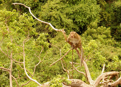 Really Pissed Off Monkey. Here is the ""Top Monkey"". Making a big fuss over the trespasser that has rained on his parade;-)