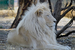 Letsatsi, the White lion. (Son of Temba)