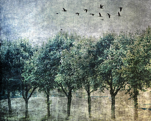v of geese and row of trees