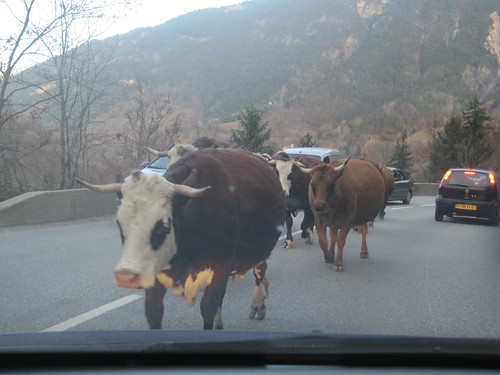 Cows on road