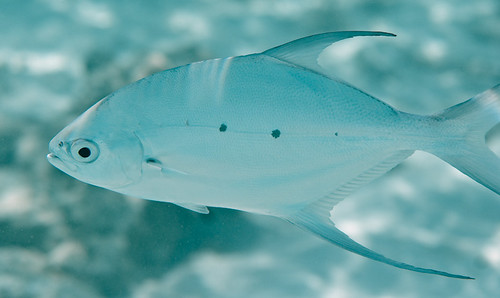 Small-Spotted Pompano