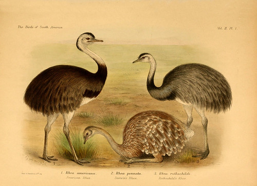 001- Avestruces sudamericanos-The birds of South America 1912