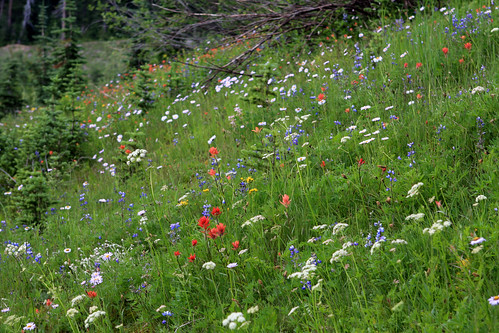 Mt. Ranier wildflowers