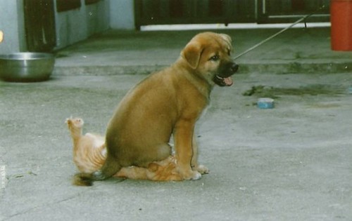puppy sits on kitty