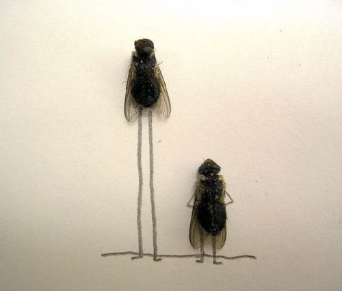 dead-flies-art-12