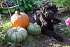 skippy and my pumpkins