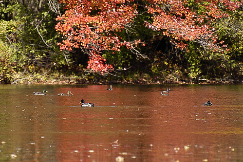 ducks in red water