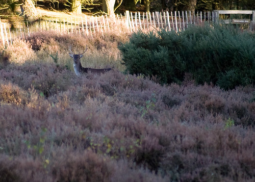 Close up of stag in the heather
