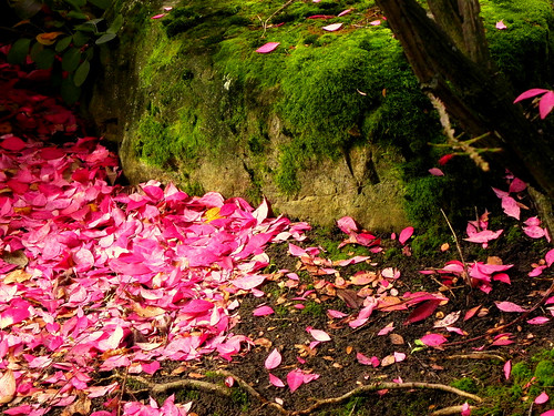 Flame Bush Leaves and Moss