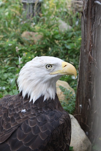 A Bald Eagle from the Columbia Park Zoo
