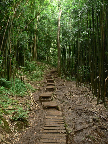 Bamboo Lined Path