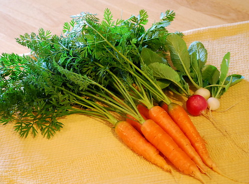 carrot harvest 2