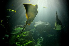 Ray, Toba Aquarium