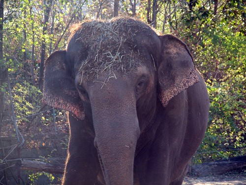 Pretty Elephant