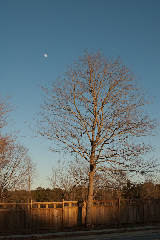 Day 80: Tree and Moon