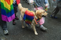 Hund mit Regenbogenfahne
