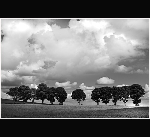 black and white pictures of nature. Scene - Black and White