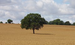 The Essex Way Lone Tree