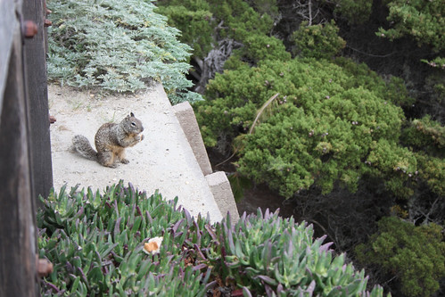 Squirrel at the Lone Cypress