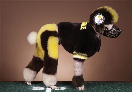 This Dog Was Transformed Unto An American Football Player