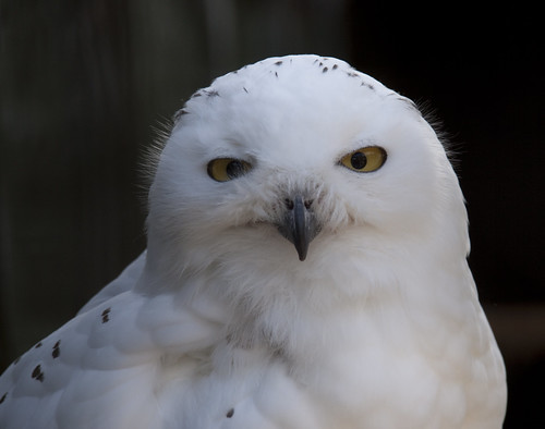 Snowy Owl by ahisgett, on Flickr