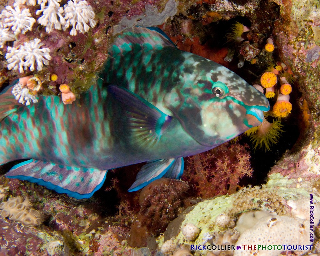 A rainbow parrotfish sleeps, wedged into a gap in the reef at Paradise reef, Sharm el-Sheikh, Egypt