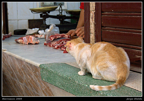 Gatito tiene hambre (Fez, Marruecos)