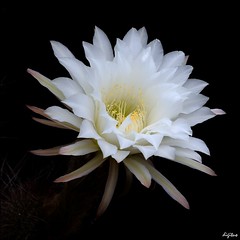 KakteenblÃ¼te / Cactus Blossom