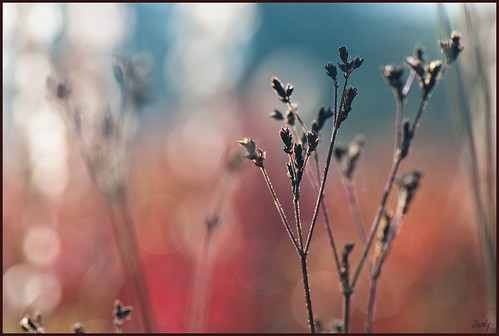 weed with bokeh