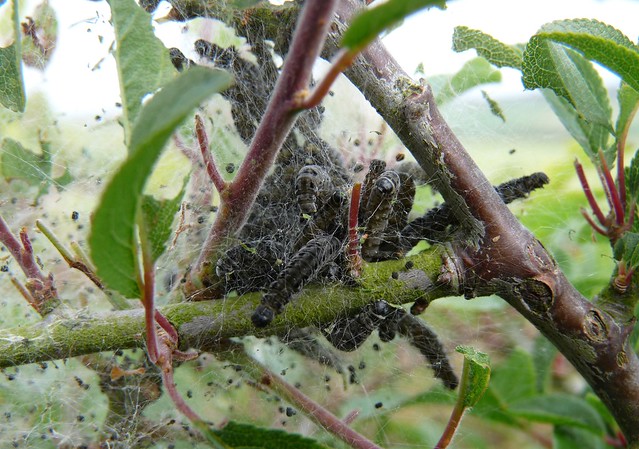24416 - Lackey moth caterpillar (Malacosoma neustria)
