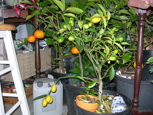 Growing Citrus In Pots